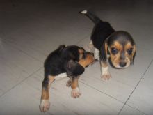 Beagle Puppies For Adoption