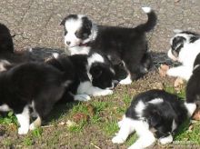 Border Collie puppies