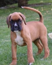 Boxer puppies for sale.