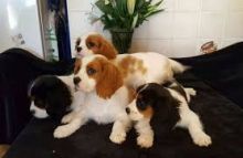 Cavalier King Charles puppies