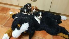 Cavalier king charles spaniel Puppies available