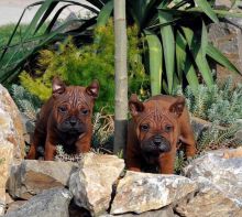 Chinese Chongqing Dog Puppies For Adoption