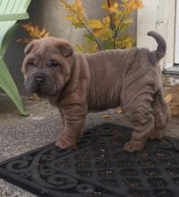 Chinese Shar-Pei Puppies For Adoption