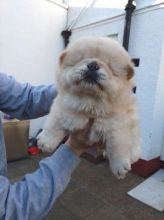 Chow Chow Puppies For Adoption