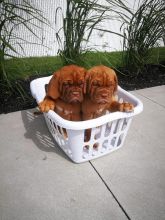 Dougue De Bordeaux Puppies For Adoption