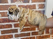 English Bulldog Puppies For Adoption