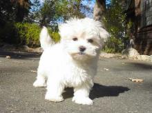 Fluffy Maltese Puppies