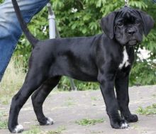 Gorgeous Cane Corso puppies.