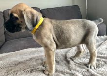 Gorgeous Cane Corso puppies.