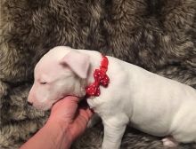 Gorgeous KC Registered Pedigree Bull terrier Puppies