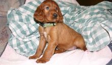 Irish Setter puppies