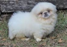 Male and female Pekingese puppies available.