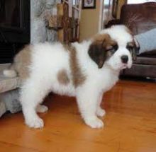 Saint Bernard puppies