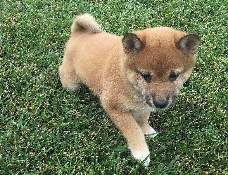 Adorable Shiba Inu puppies Image eClassifieds4u