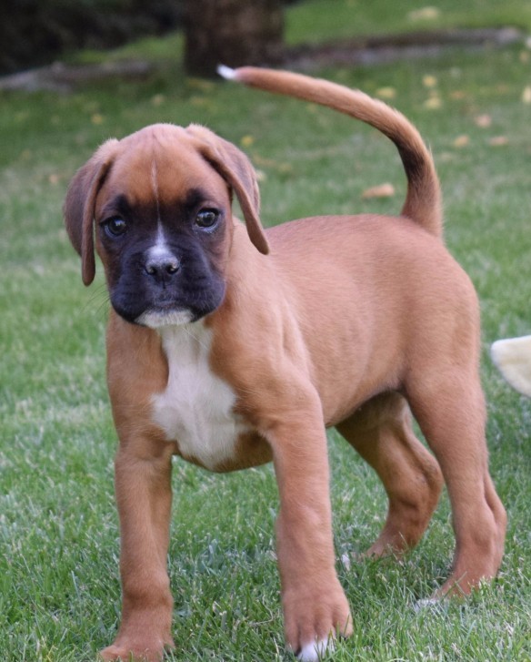 Boxer puppies for sale. Image eClassifieds4u