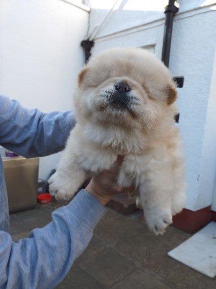 Chow Chow Puppies For Adoption Image eClassifieds4u