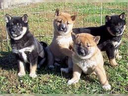 Cute Shiba Inu Puppies Image eClassifieds4u