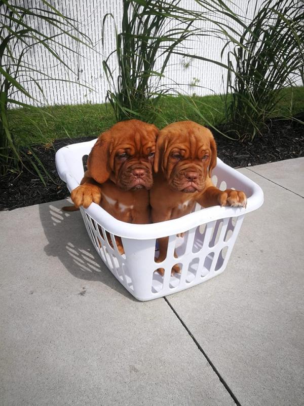 Dougue De Bordeaux Puppies For Adoption Image eClassifieds4u