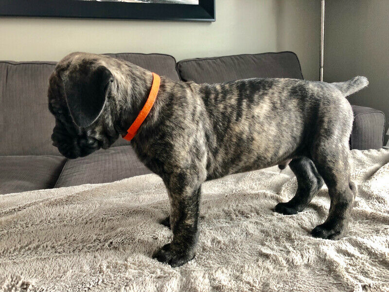 Gorgeous Cane Corso puppies. Image eClassifieds4u