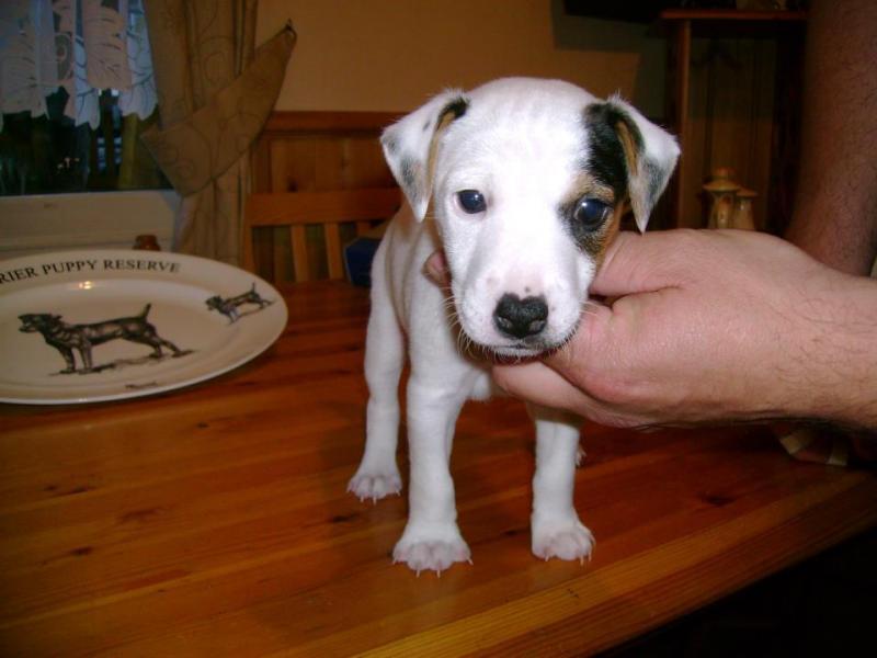 Jack Russell Terrier Puppies For Adoption Image eClassifieds4u