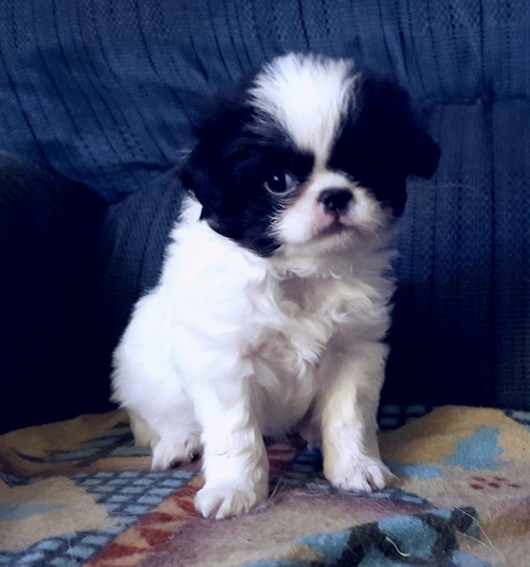 Japanese Chin Puppies For Adoption Image eClassifieds4u