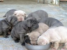 Blue Neapolitan Mastiff puppies Available Image eClassifieds4U