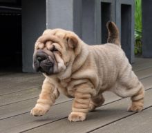 Chinese Shar Pei puppies Image eClassifieds4u 2