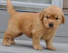 Golden Retriever puppies Image eClassifieds4u 2