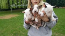 Gorgeous Bull Terrier puppies Available Image eClassifieds4U