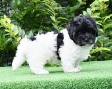 Havanese puppies email marcbradly1975@gmail.com Image eClassifieds4U