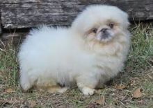 Male and female Pekingese puppies available. Image eClassifieds4U