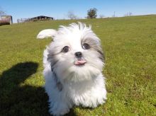 Malshi puppies Image eClassifieds4U