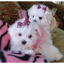 Two Top Class Maltese Puppies Available Image eClassifieds4U
