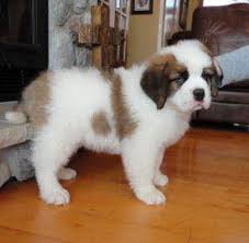 Saint Bernard puppies Image eClassifieds4u