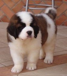 Saint Bernard puppies Image eClassifieds4u