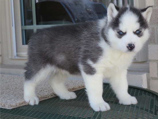 Siberian Husky puppies for pet lovers. Image eClassifieds4u