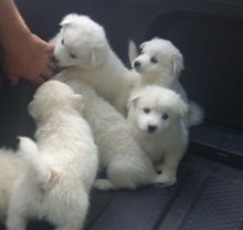 American Eskimo puppies available