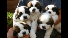 Beautiful Saint Bernard Pups available