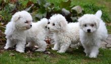 Bichon Frise puppies