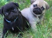 Black and fawn Pug pups