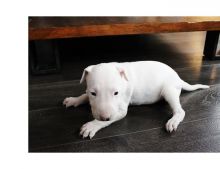 Bull terrier puppies available