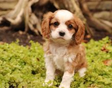 cavalier king Charles puppies