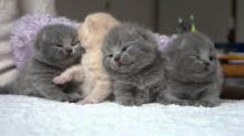 Excellent Scottish fold Kittens Available