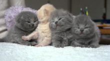 Excellent Scottish fold Kittens Available