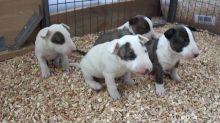 Gorgeous Bull Terrier puppies Available