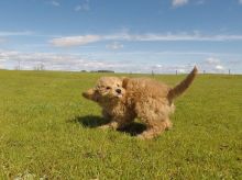 Gorgeous Goldendoodle puppies available.