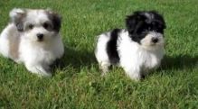 Havanese puppies---- EMAIL US DIRECTLY VIA