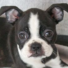 Healthy Boston terrier puppies