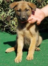 Healthy male and female Belgian Malinois puppies