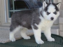Home trained Siberian Husky puppies available.
